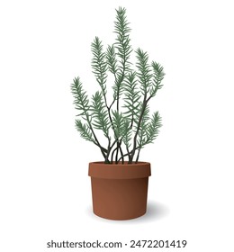 Rosemary in terracotta pot side view isolated graphic illustrated on white background. 