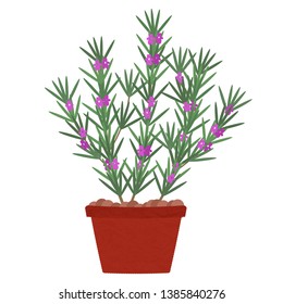 Rosemary tree with flowers in clay pot. Isolated. White background.