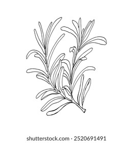 Rosemary twig ink graphics hand drawn illustration. Vector spice element, botanical branch with leaves , condiment for meat, soap. Black silhouette for product packing, logo, label, web design