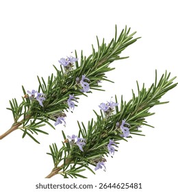 Rosemary Twig em fundo transparente: Erva aromática para design