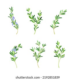 Rosemary Twig as Perennial Herb with Fragrant, Evergreen, Needle-like Leaves and Blue Flowers Vector Set