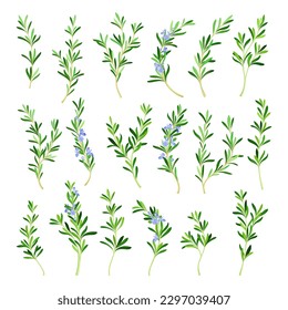 Rosemary Twig as Perennial Herb with Fragrant, Evergreen, Needle-like Leaves and Blue Flowers Big Vector Set