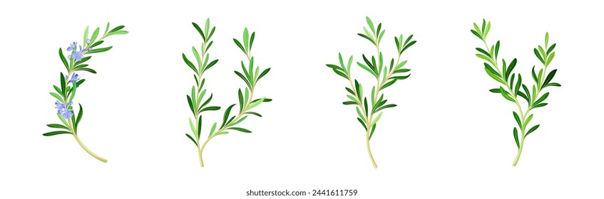 Rosemary Twig as Perennial Herb with Fragrant, Evergreen, Needle-like Leaves and Blue Flowers Vector Set