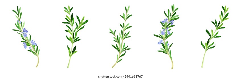 Rosemary Twig as Perennial Herb with Fragrant, Evergreen, Needle-like Leaves and Blue Flowers Vector Set