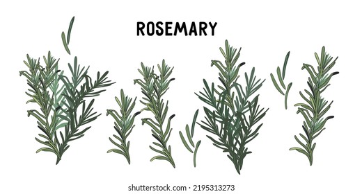 Rosemary various twigs set, hand drawn vector illustration isolated on white background. Rosemary spice plant different parts collection.