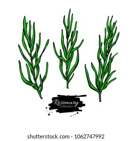 Rosemary vector drawing set. Isolated plant with leaves. Herbal  illustration. Detailed organic product sketch. Cooking spicy ingredient