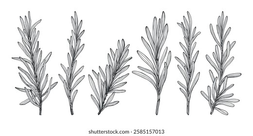 Rosemary vector hand drawn outline illustration sketch bundle isolated on white background herbal leaves clipart for packaging labels culinary spice herb print or digital use