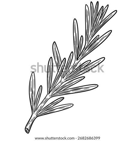 Rosemary vector hand drawn sketch illustration. Culinary herb spice for cooking, medical, gardening design. Organic rosemary product, flavor ingredient for label, sign, icon
