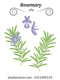 Rosemary vector icons - spices, medicinal plants.