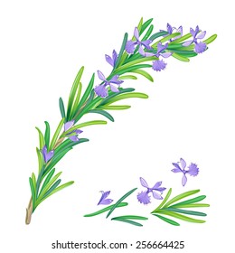 Rosemary Vector Illustration Green Rosemary Branch Stock Vector ...