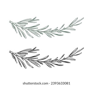 Rosemary vector illustration. Hand drawn isolated spring of rosemary with leaves on stem.  