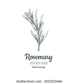 Rosemary Vector Illustration. Herbs And Spices Rosemary