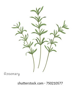 Rosemary vector illustration. Isolated 3 herb branches on white. 