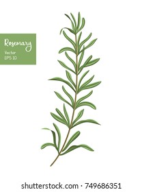 Rosemary vector illustration. Isolated herb plant on white. 