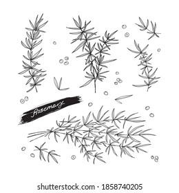 rosemary vector sketch. set of hand drawn black and white rosemary. isolated on white background editable spicy herbs. vector elements spices.