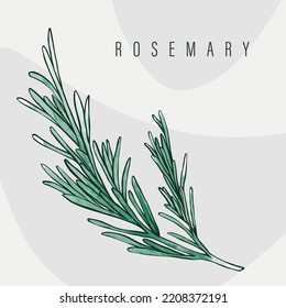 Rosemary vector traced illustration. Hand drawn culinary herb watercolor style. Botanical label.