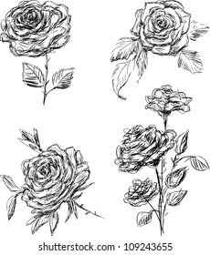 Roses
