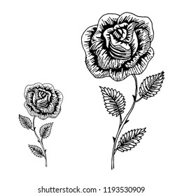 Roses. Beautiful luxury flowers. Fashion in a vector illustration