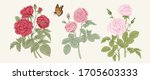 Roses. Blooming  garden. Vector illustration.