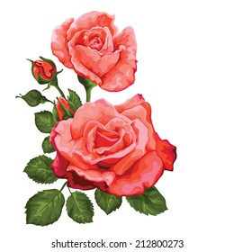 Roses bouquet on white isolated. Vector illustration.