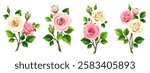 Roses branches. Pink and white rose flowers isolated on a white background. Set of vector design elements. Hand-drawn illustration, not AI
