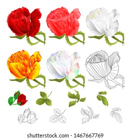 Roses buds red pink white yellow colored and outline  and leaves vintage  on a white background  vector illustration  hand draw editable 
