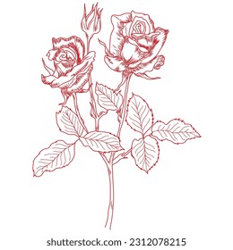 ROSES DETAILED OUTLINE VECTOR ILLUSTRATION