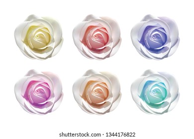 roses of different colors on a white background vetor