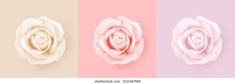 Roses with different shades - beige, red, pink. Isolation of a delicate light rose flower on colored backgrounds. Decorative 3D element for weddings, decorations, holidays and events. Realistic vector