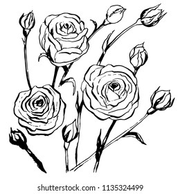 Roses drawn by hand with ink and a pen. Vector image.