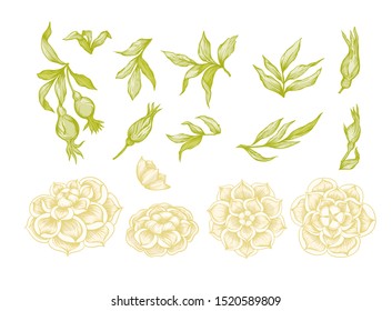 Roses Element for design. Graphic drawing, engraving style. Vector illustration. In art nouveau style, vintage, old, retro style..