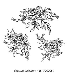 Roses Element for design. Graphic drawing, engraving style. Vector illustration. In art nouveau style, vintage, old, retro style