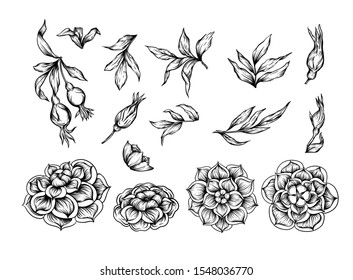 Roses Element for design. Graphic drawing, engraving style. Vector illustration. In art nouveau style, vintage, old, retro style