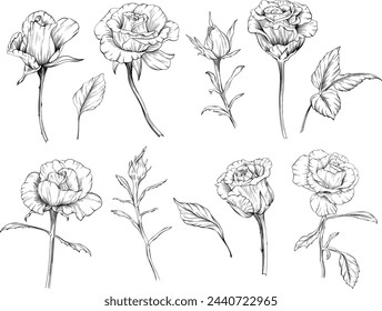 Rosen Blumen botanische Blumen. Wilde Frühlingsblattblüten isoliert. Schwarz-weiß gravierte Tinte Kunst. Isolierte rosa Illustrationselement auf weißem Hintergrund.