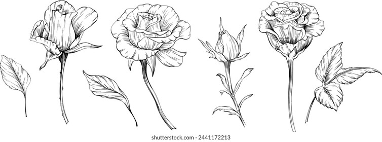 Rosen Blumen botanische Blumen. Wilde Frühlingsblattblüten isoliert. Schwarz-weiß gravierte Tinte Kunst. Isolierte rosa Illustrationselement auf weißem Hintergrund.