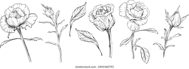 Roses floral botanical flowers. Wild spring leaf wildflowers isolated. Black and white engraved ink art. Isolated rose illustration element on white background.