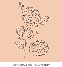 Roses flower line drawing minimalist 