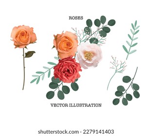 roses flower vector set on white