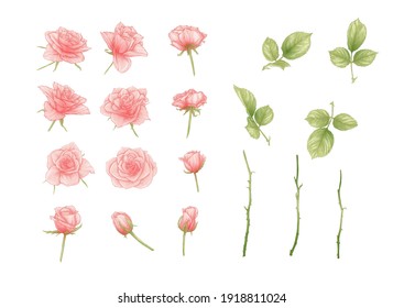 Roses flowers Clip art, set of elements for design Outline hand drawing vector illustration. Graphic drawing, engraving style. Vector illustration. Isolated on white background..