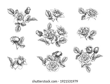 Roses flowers Clip art, set of elements for design Outline hand drawing vector illustration. Graphic drawing, engraving style. Vector illustration. Isolated on white background..