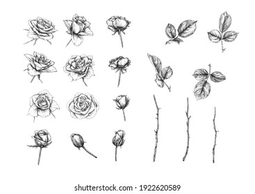 Roses flowers Clip art, set of elements for design Outline hand drawing vector illustration. Graphic drawing, engraving style. Vector illustration. Isolated on white background..