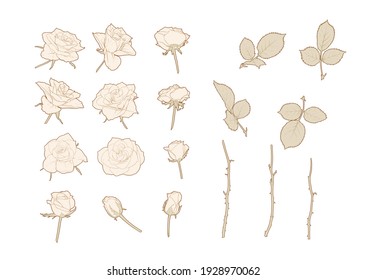 Roses flowers Clip art, set of elements for design Outline hand drawing vector illustration. Graphic drawing, engraving style. Vector illustration. Isolated on white background..