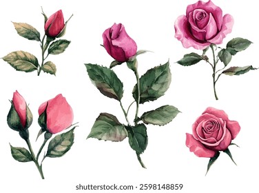 roses flowers, clipart set, illustration in watercolor style	