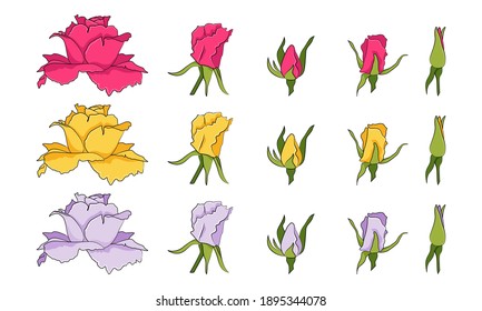 Roses flowers colorful set. Vector stock illustration.