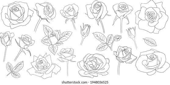 Flores de rosas aisladas en blanco. Ilustración vectorial de línea dibujada a mano. Eps10