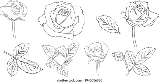 Roses flowers isolated on white. Hand drawn line vector illustration. Eps10