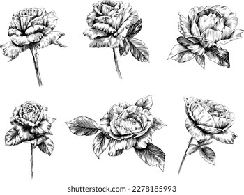 Roses flowers isolated on white. hand drawn vintage illustration.