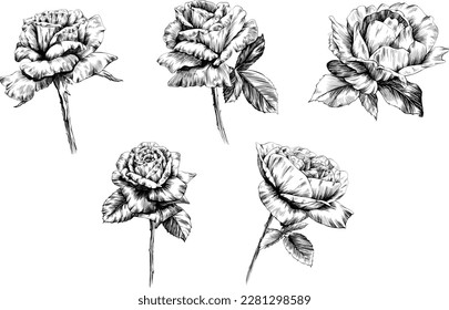 Roses flowers isolated on white. hand drawn vintage illustration.