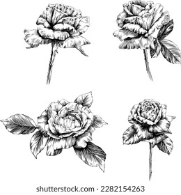 Roses flowers isolated on white. hand drawn vintage illustration.