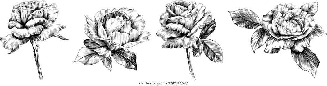 Roses flowers isolated on white. hand drawn vintage illustration.